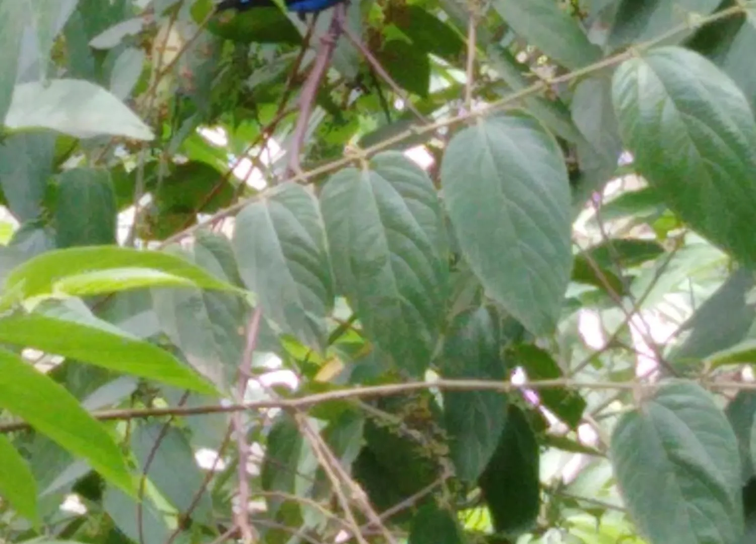 Sierra Tayrona Hostel El Zaino